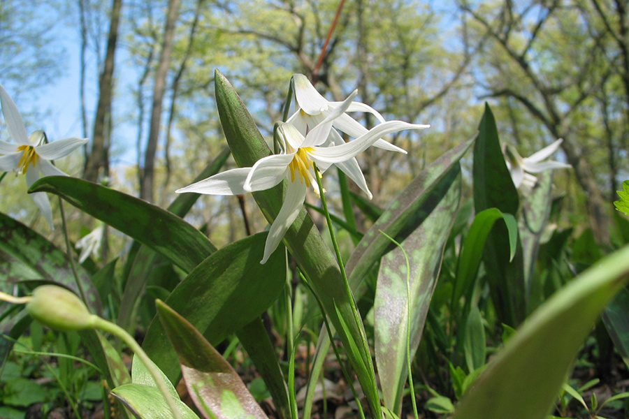 trout-lily-900x600x150